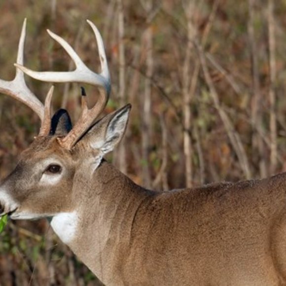 Sterling Silver Stag Charm, Patronus Deer Buck - Picture 5 of 8